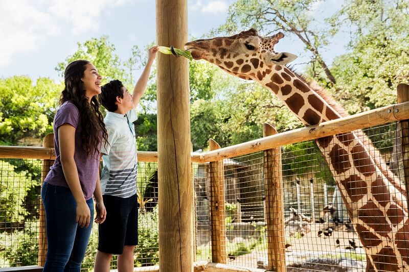 Convive de cerca con varios animales en el Zoológico de San Antonio