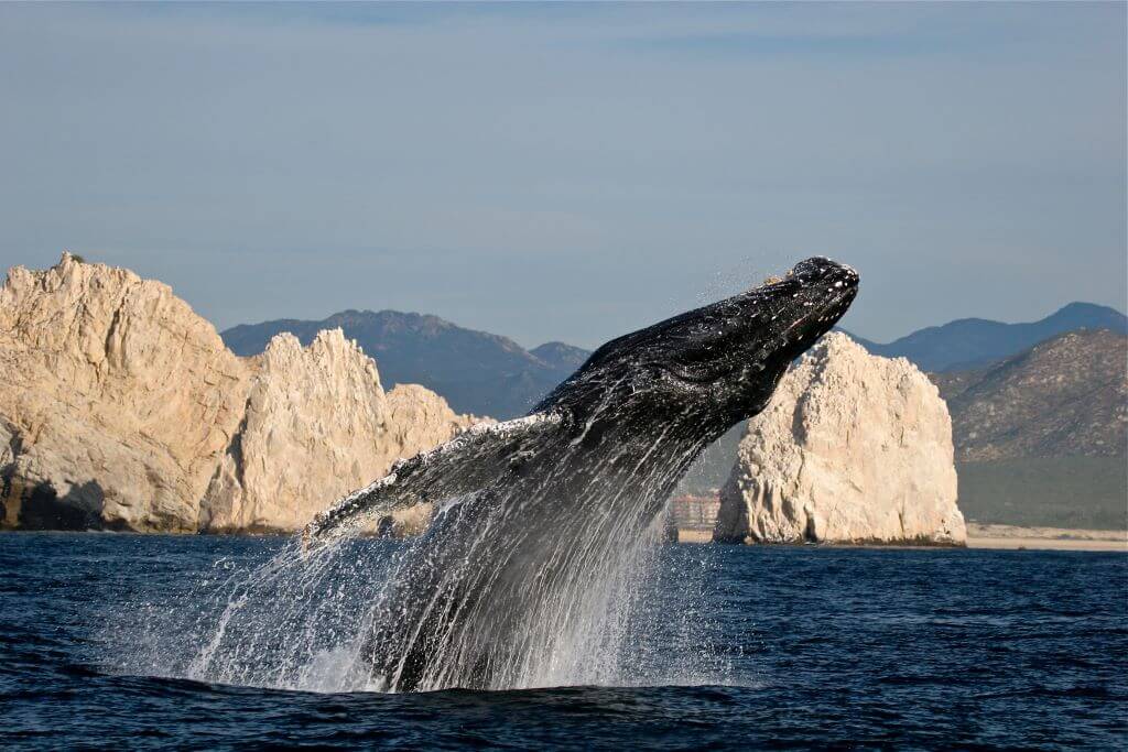 Observación de ballenas